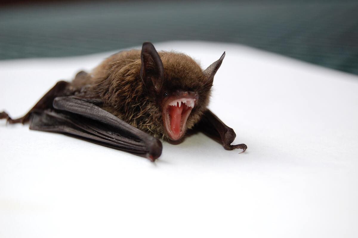 Bat with mouth open